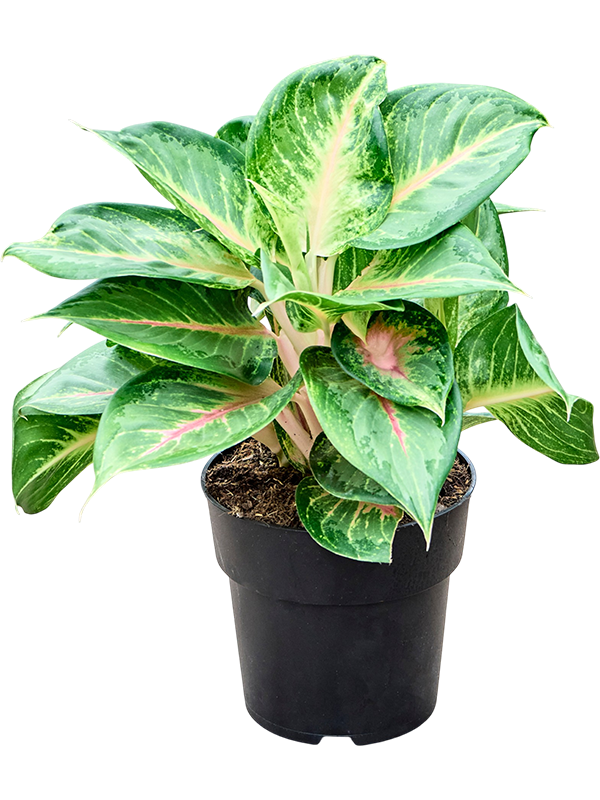 Aglaonema Sakura Mochi de 45 cm, feuillage panaché vert, crème et rose, pot de culture de 19 cm, plante entière détourée