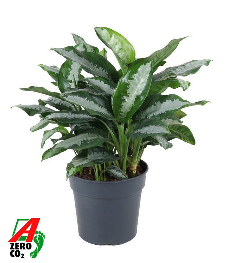 Aglaonema Silver Moon — feuillage argenté et vert, pot de culture de 30 cm