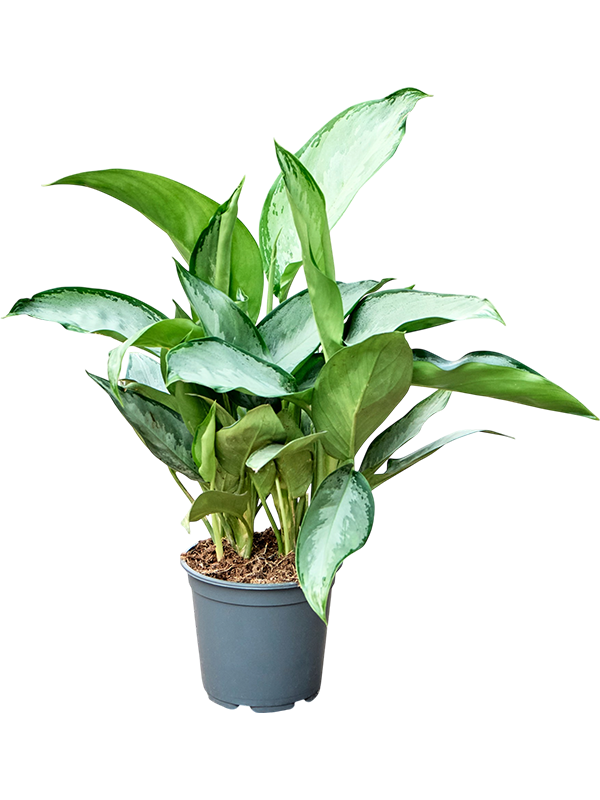 Aglaonema Silverado, feuillage vert et argenté, hauteur 55 cm en pot de culture
