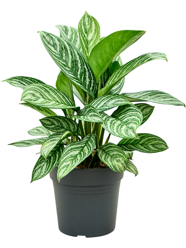 
                  
                    Aglaonema Stripes, 65 cm, pot de culture Ø 24 cm
                  
                