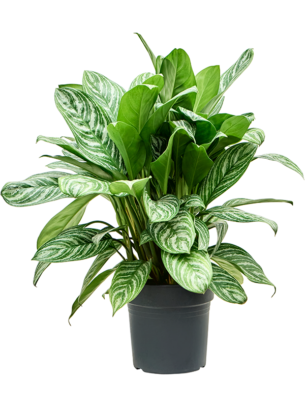 
                  
                    Aglaonema Stripes, 80 cm, pot de culture Ø 27 cm
                  
                