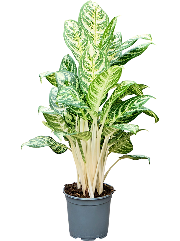 Aglaonema ‘Zebra’ 55 cm en pot de culture, feuillage vert et crème, sur fond blanc