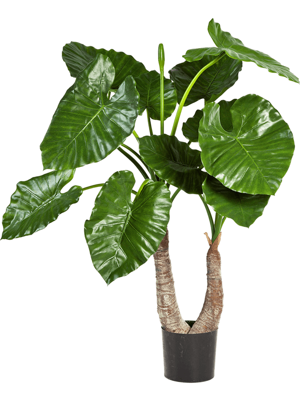 
                  
                    Alocasia Calidora artificiel de 100 cm, grandes feuilles nervurées et pot de base noir
                  
                