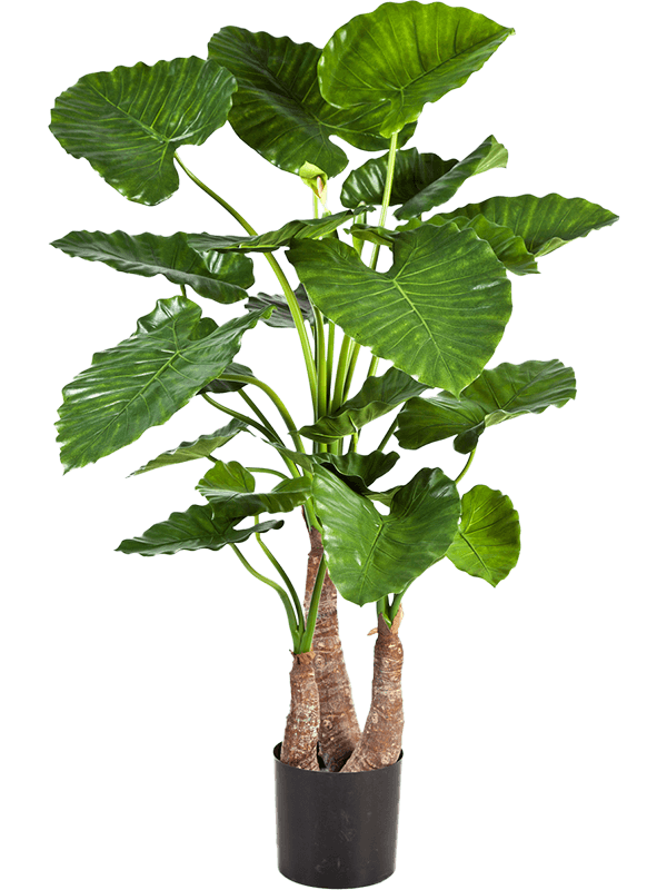 
                  
                    Alocasia Calidora artificiel de 120 cm, feuillage ample et pot de base noir
                  
                