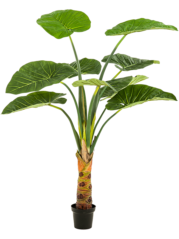
                  
                    Alocasia artificiel à grandes feuilles vertes 160 cm — silhouette sur tronc en pot, référence 8EE431811
                  
                