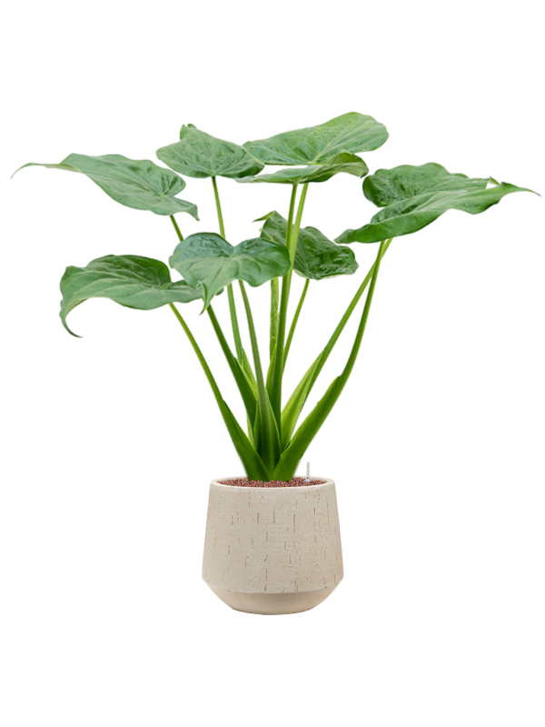 Alocasia cucullata en pot BAQ Raindrop beige prête à installer