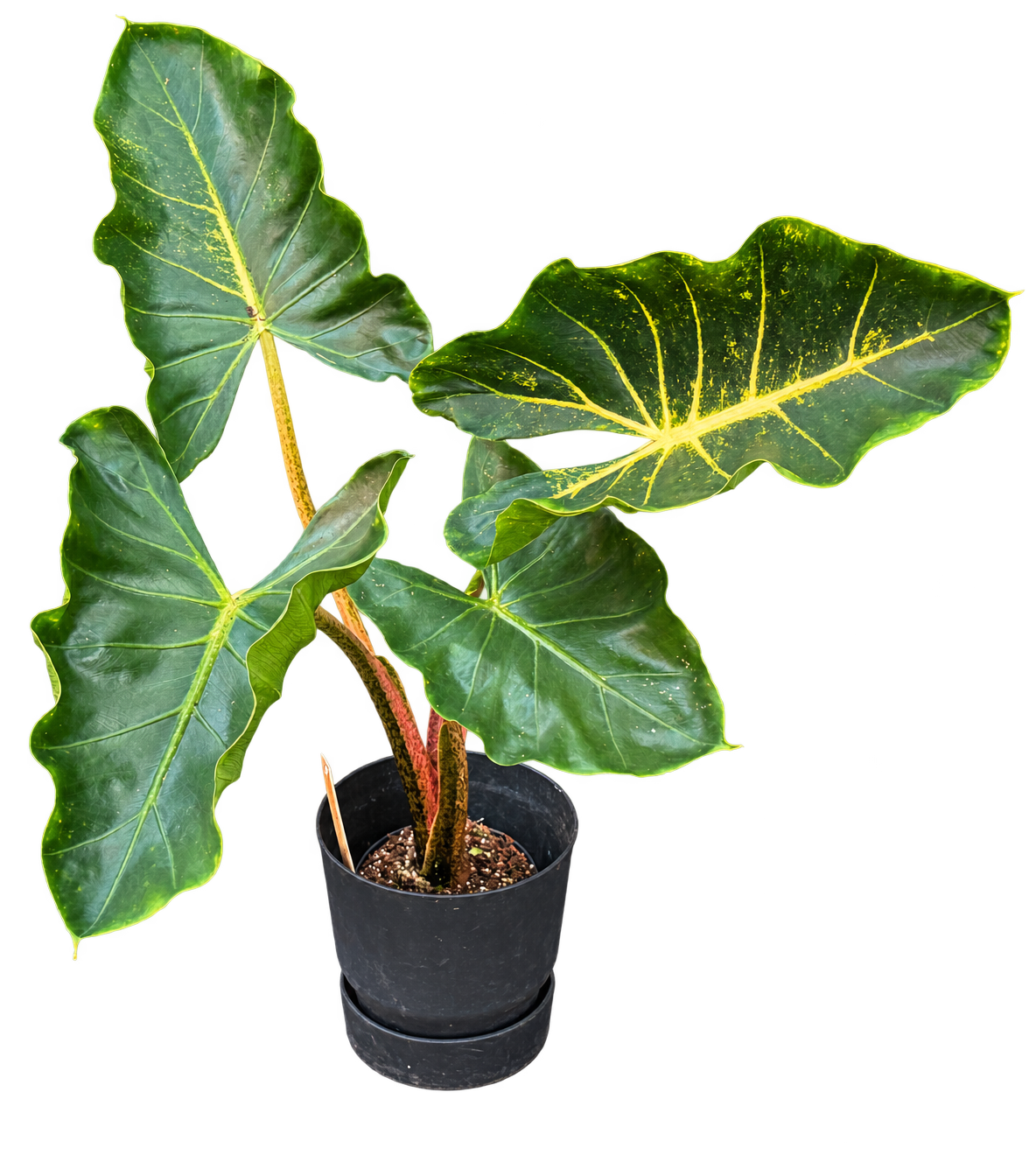 Alocasia ‘New Guinea Gold’ — 60 cm, pot Ø 14 cm — CPS-025