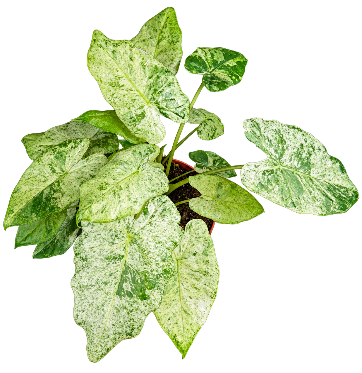 Alocasia odora ‘Batik’ — 30 cm, pot Ø 17 cm — CPS-024