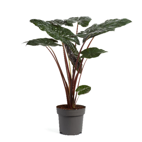
                  
                    Alocasia sarawakensis Yucatan Princess, 110 cm, pot Ø 24 cm
                  
                