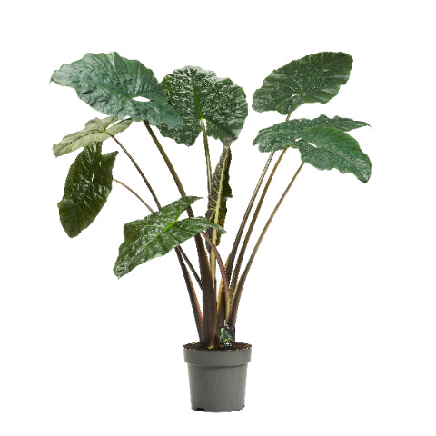 
                  
                    Alocasia sarawakensis Yucatan Princess, 150 cm, pot Ø 32 cm
                  
                