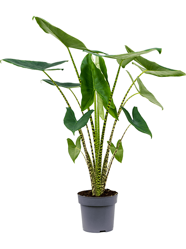 
                  
                    Alocasia zebrina, 105 cm en pot de culture Ø 24 cm
                  
                