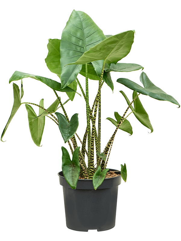 
                  
                    Alocasia zebrina, 130 cm en pot de culture Ø 35 cm
                  
                