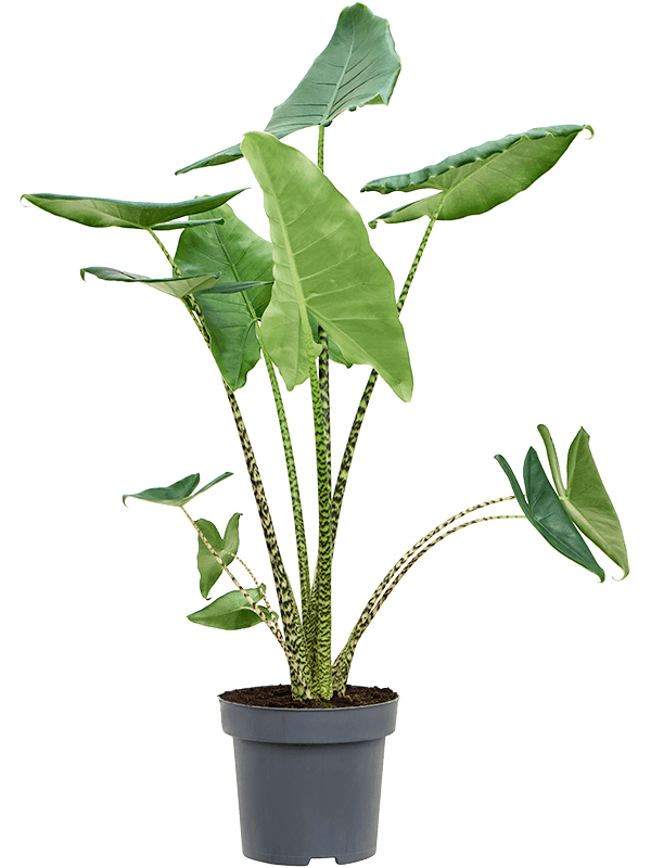 
                  
                    Alocasia zebrina, 130 cm, pot de culture 32 cm — NATURA
                  
                