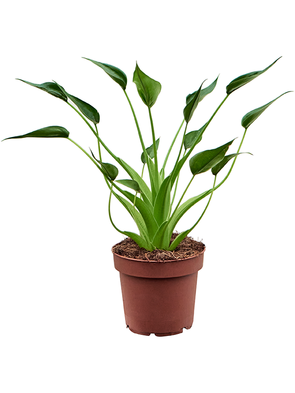 
                  
                    Alocasia Tiny Dancer
                  
                