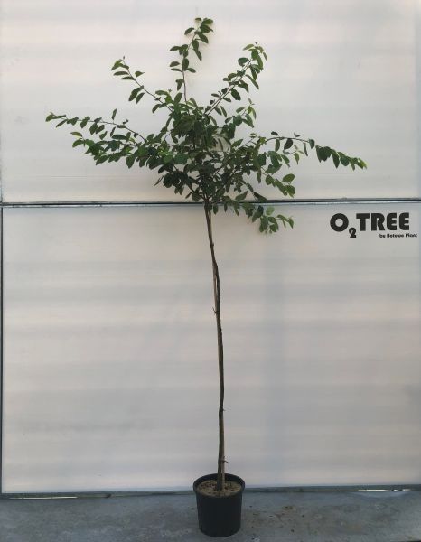 
                  
                    Amelanchier lamarckii sur tige, hauteur 150 cm pot inclus, pot de culture Ø 28 cm — référence F00012304 vendue à l’unité
                  
                
