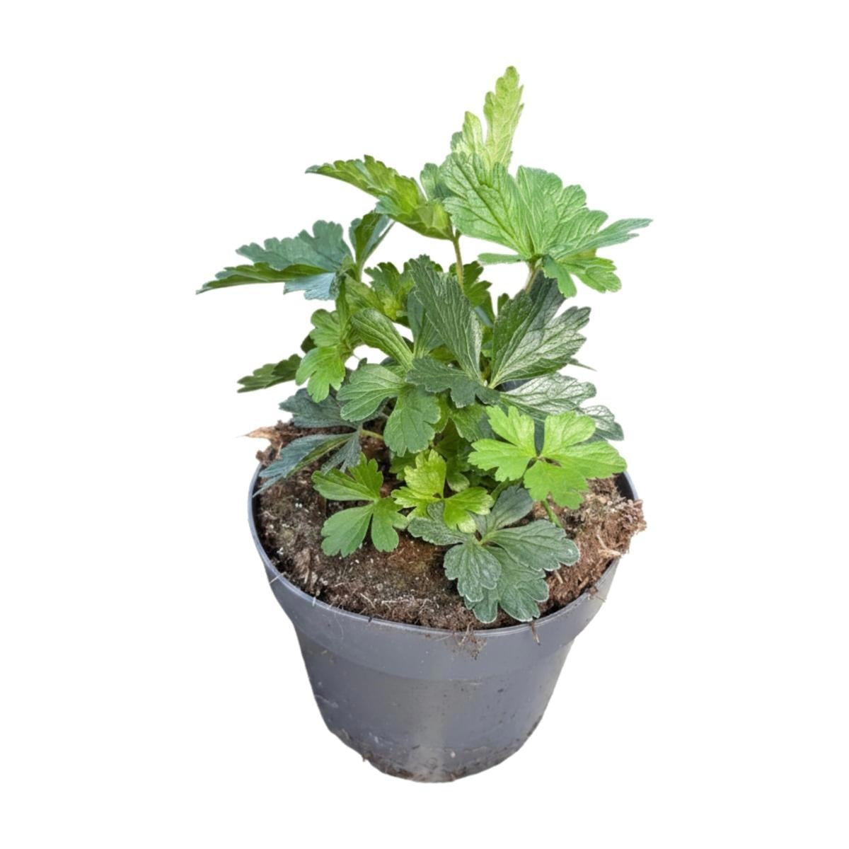 Anemone sylvestris, sujet en pot de culture de 17 cm, format 30 cm — référence F00015776 proposée par lot de 93 plantes