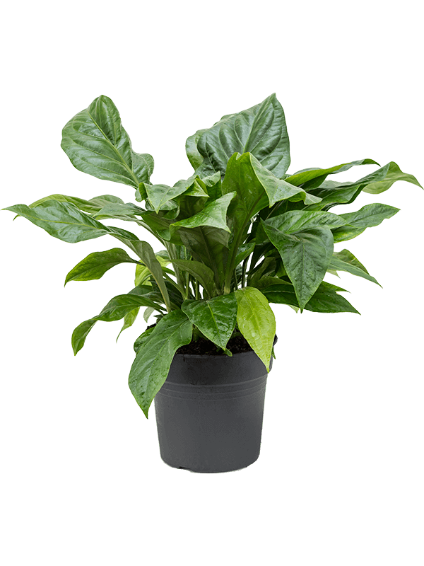 
                  
                    Anthurium ellipticum Jungle Bush de 75 cm en pot de culture de 30 cm
                  
                