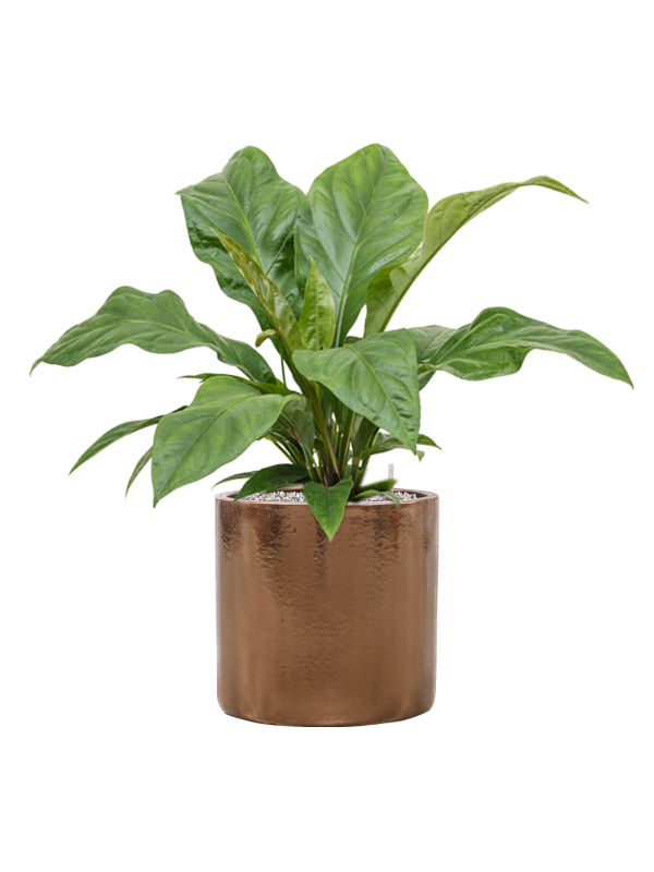
                  
                    Anthurium elipticum Jungle Bush en pot Cylinder doré
                  
                