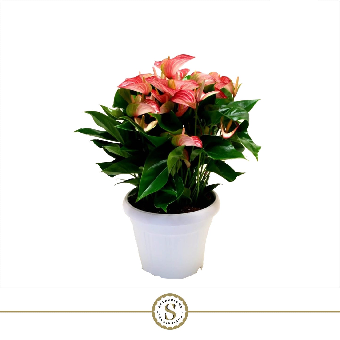 Anthurium Livium de 60 cm, feuillage vert brillant et spathes roses à rouges striées de blanc, pot de 30 cm