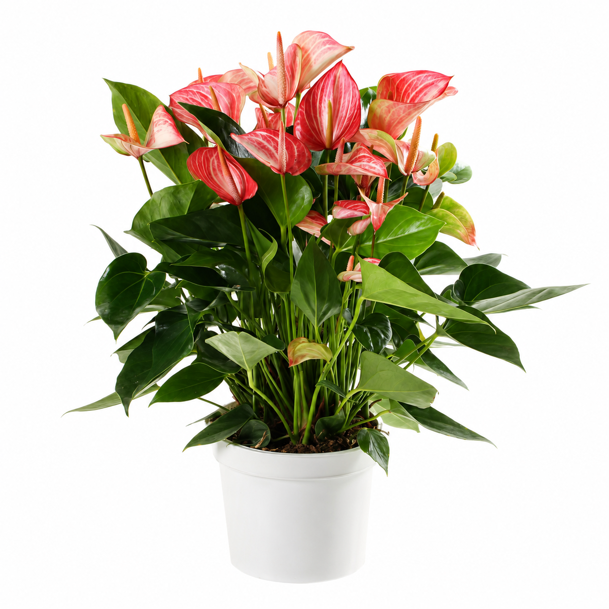 
                  
                    Anthurium Livium de 65 cm en pot de 21 cm, spathes roses et rouges striées de blanc
                  
                