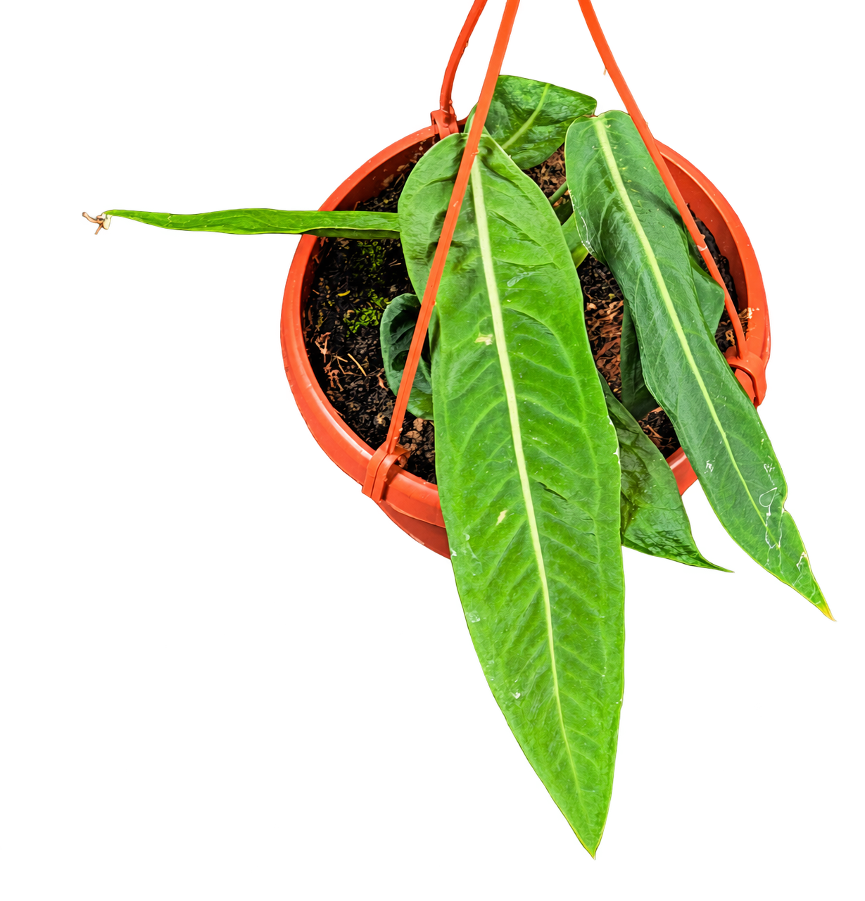 Anthurium pallidiflorum — 20 cm, pot Ø 14 cm — CPS-026