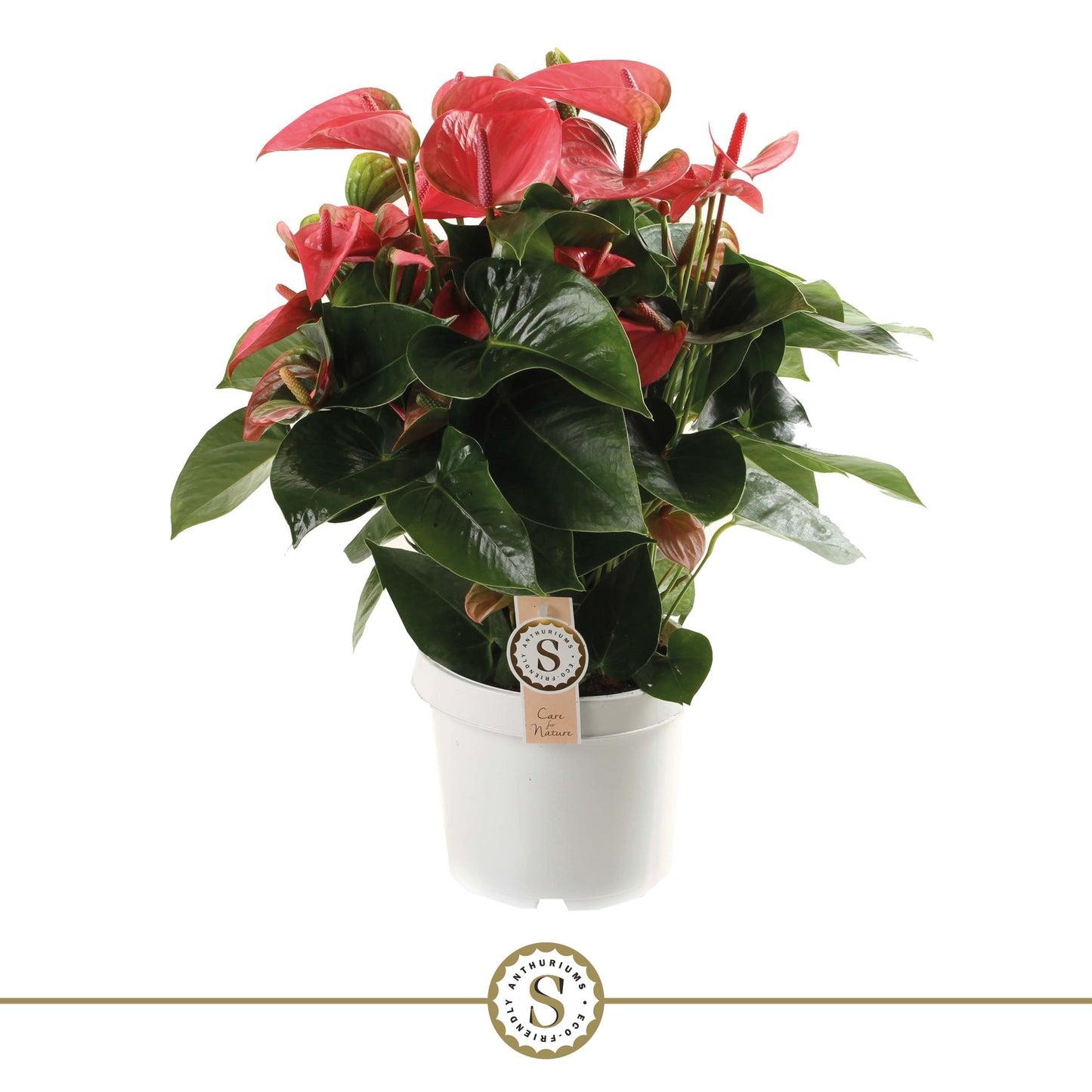 Anthurium Pink Champion, hauteur 65 cm, pot de culture de 21 cm