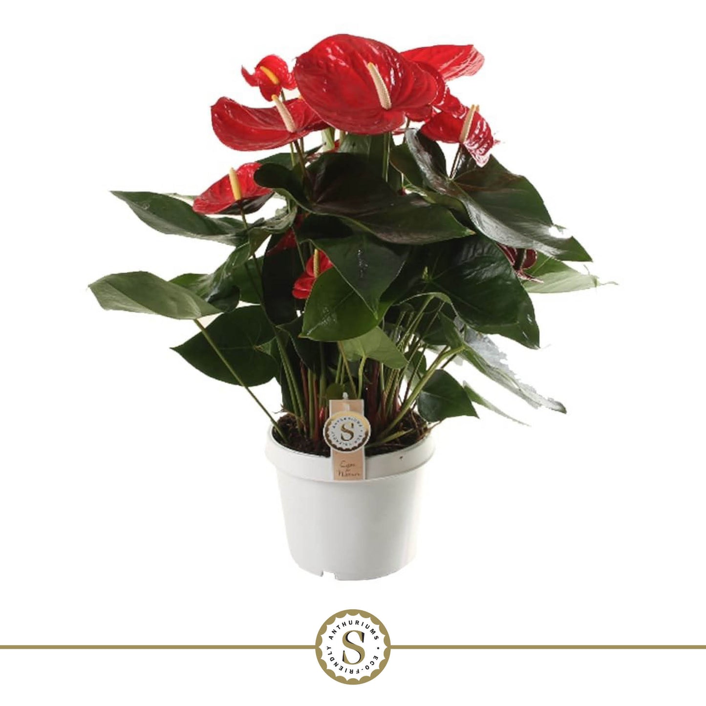 Anthurium Red Champion, hauteur 65 cm, pot de culture de 21 cm
