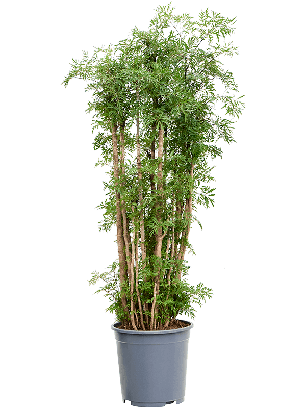 
                  
                    Aralia Polyscias Ming ramifié de 90 cm, feuillage finement découpé en pot de culture de 27 cm
                  
                