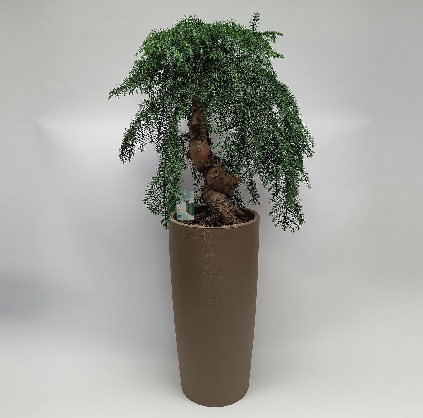 
                  
                    Araucaria cunninghamii, hauteur 105 cm, diamètre de pot 25 cm
                  
                