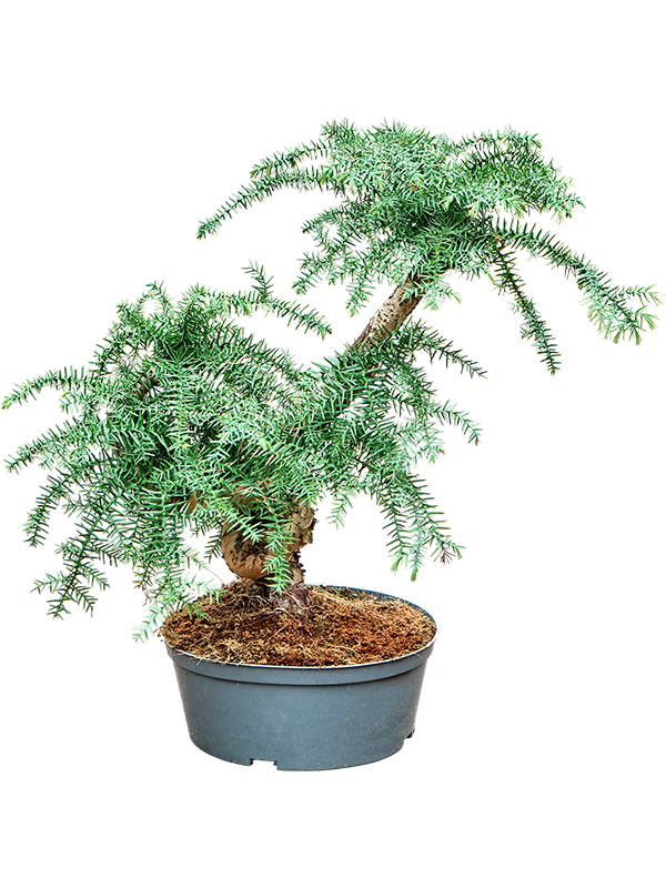 
                  
                    Araucaria cunninghamii, bonsaï de 65 cm, pot de 23 cm
                  
                
