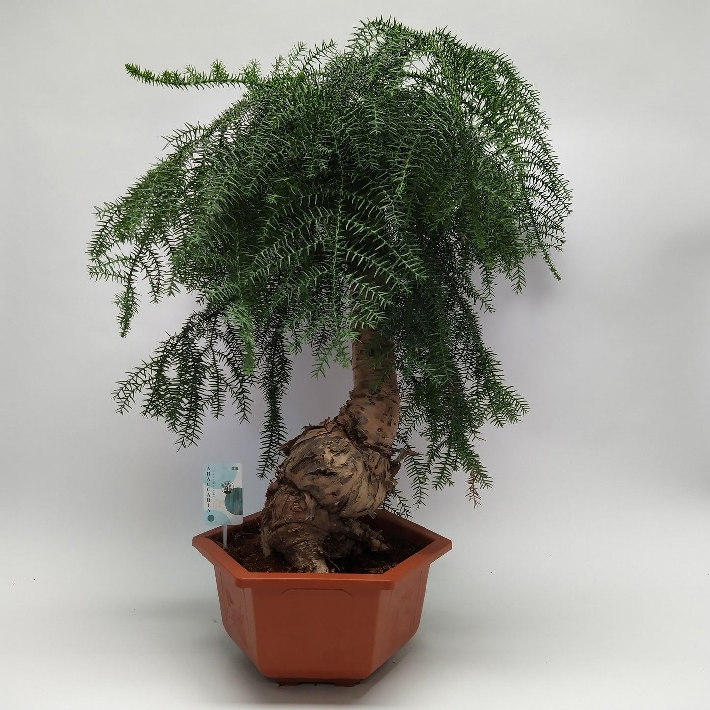 
                  
                    Araucaria cunninghamii en bonsaï, hauteur 85 cm, pot de 33 cm
                  
                