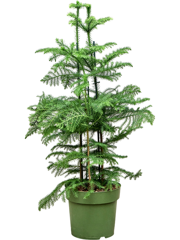
                  
                    Araucaria heterophylla en touffe, hauteur 100 cm, largeur 40 cm, pot de culture 27 cm
                  
                
