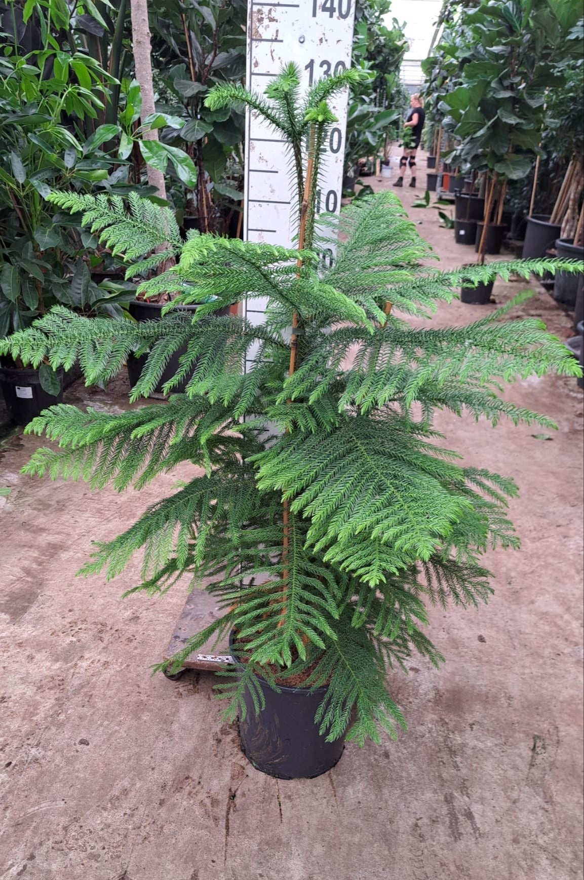 
                  
                    Araucaria heterophylla en touffe, hauteur 120 cm, pot de 30 cm
                  
                