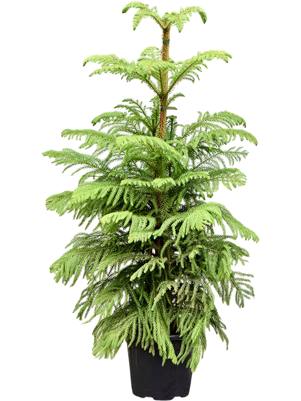 
                  
                    Araucaria heterophylla en touffe, hauteur 140 cm, pot de culture 30 cm
                  
                