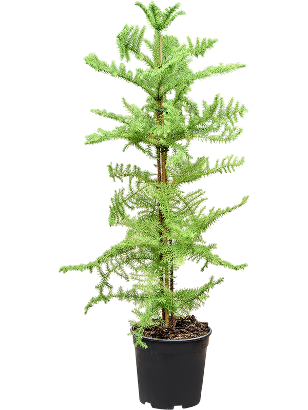 
                  
                    Araucaria heterophylla en touffe de 100 cm, pot de culture de 21 cm
                  
                