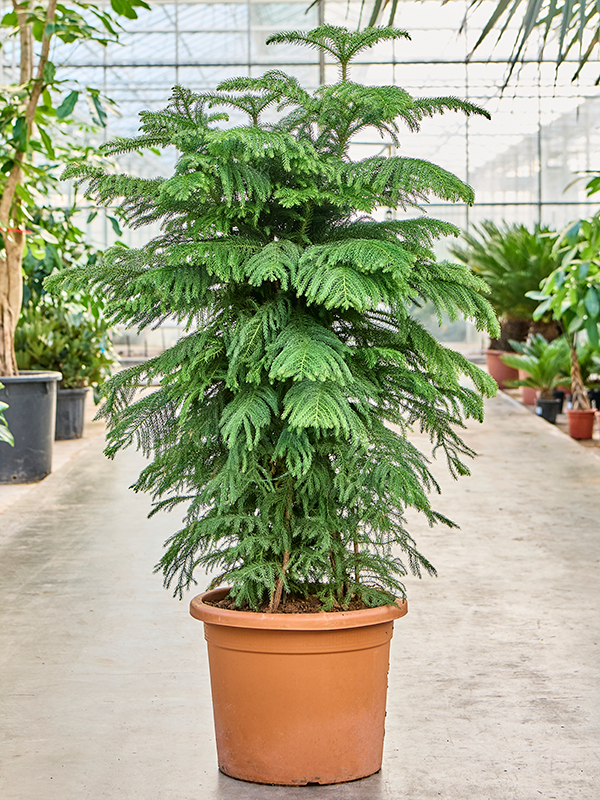 
                  
                    Araucaria heterophylla en touffe de 180 cm, pot de culture de 40 cm
                  
                