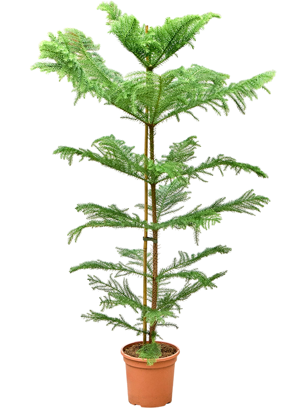 
                  
                    Araucaria heterophylla en touffe de 120 cm, pot de culture de 23 cm
                  
                