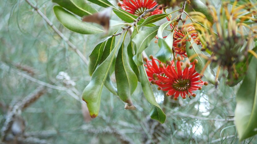 
                  
                    Stenocarpus sinuatus arbre roue de feu
                  
                