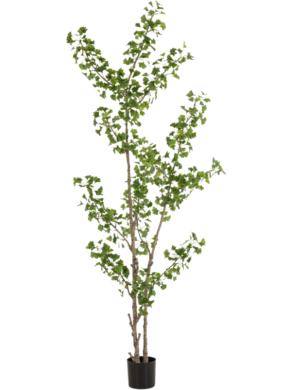 
                  
                    Ginkgo artificiel Emerald Eternal Green, hauteur 240 cm, feuilles en éventail et pot de base
                  
                
