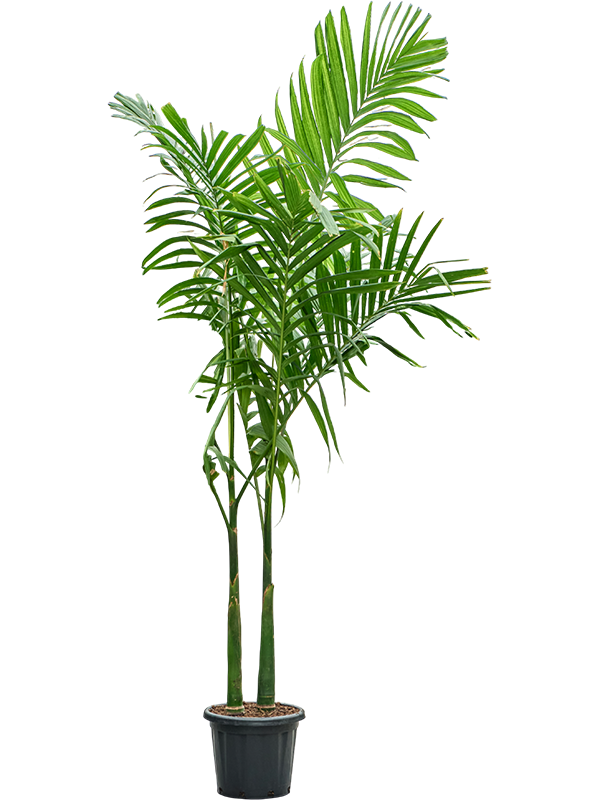 
                  
                    Areca catechu à deux troncs, hauteur 250 cm, pot de culture Ø 35 cm
                  
                