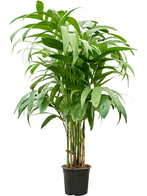 
                  
                    Areca triandra, hauteur 140 cm, pot de culture de 27 cm
                  
                