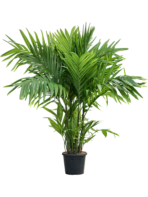 
                  
                    Areca triandra, hauteur 180 cm, pot de culture de 30 cm
                  
                