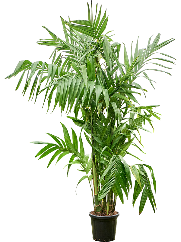 
                  
                    Areca triandra, hauteur 250 cm, pot de culture de 43 cm
                  
                