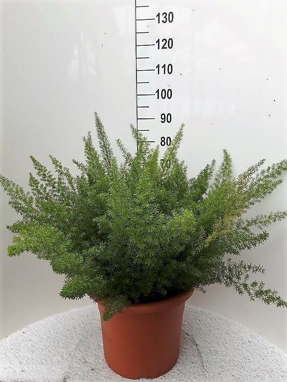 
                  
                    Asparagus densiflorus Myers de 90 cm en pot de culture de 40 cm, feuillage plumeux vert
                  
                