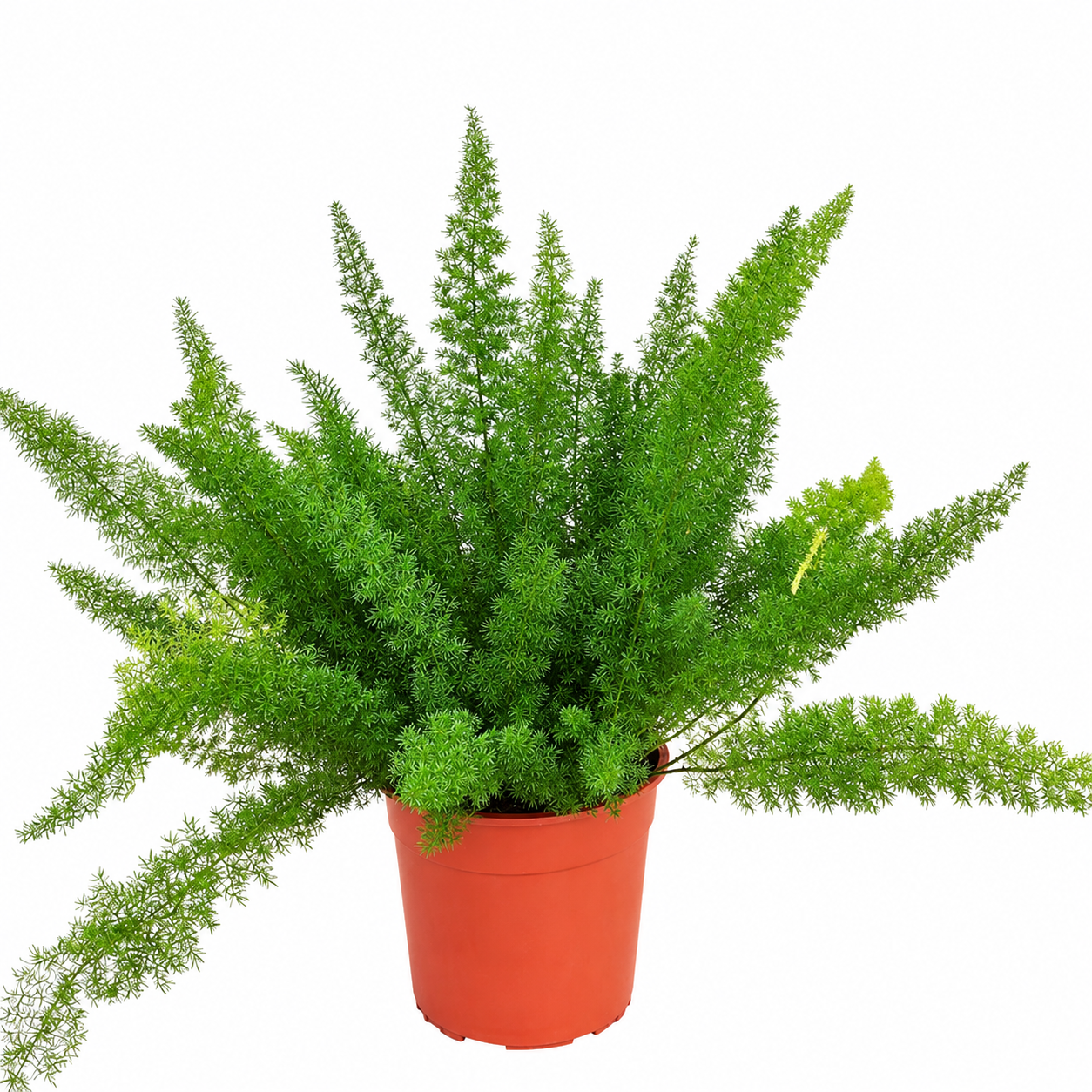 
                  
                    Asparagus densiflorus Myers de 60 cm, tiges plumeuses vertes en pot de culture de 27 cm
                  
                