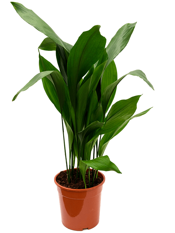 
                  
                    Aspidistra elatior de 110 cm en pot de culture de 24 cm
                  
                