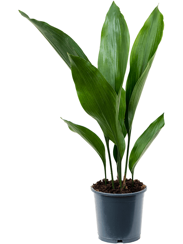 
                  
                    Aspidistra elatior de 50 cm en pot de culture de 13 cm
                  
                