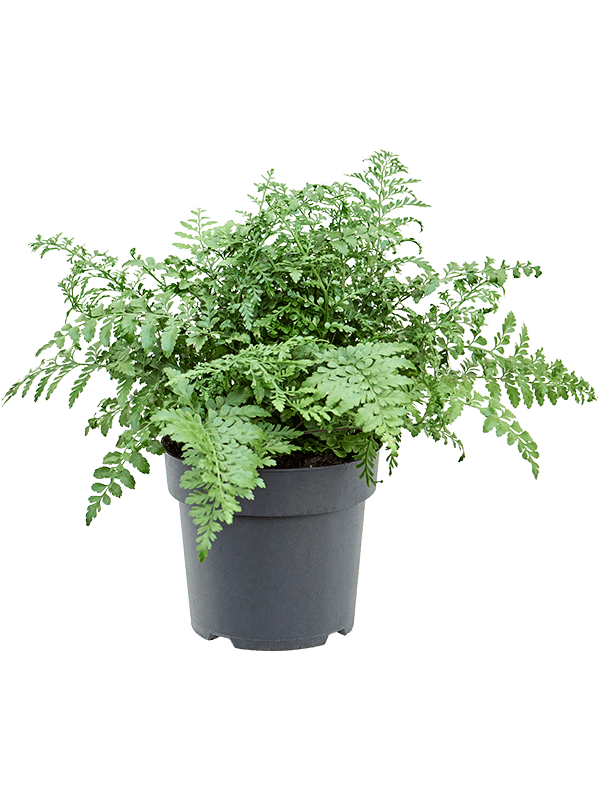 
                  
                    Asplenium dimorphum Parvati, hauteur 40 cm, pot de culture 21 cm
                  
                