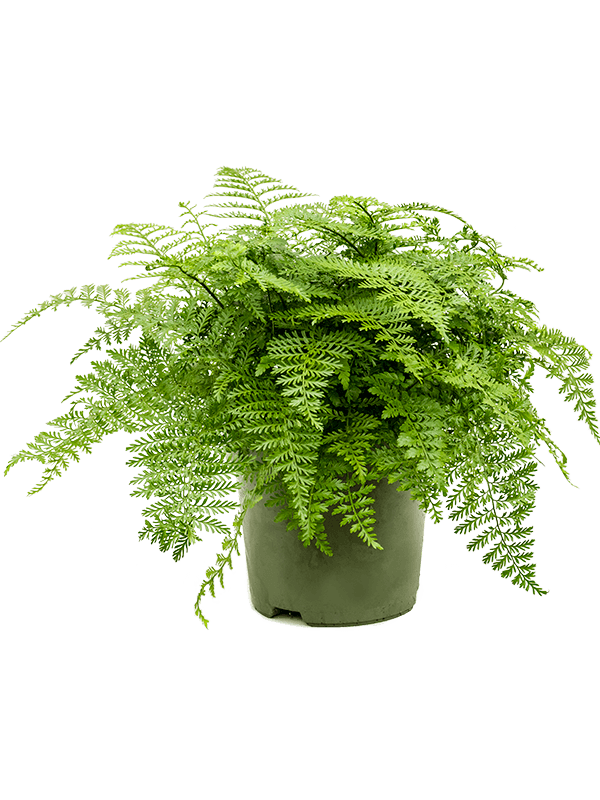 
                  
                    Asplenium dimorphum 'Parvati' 55 cm, largeur 50 cm, pot 27/24 cm
                  
                