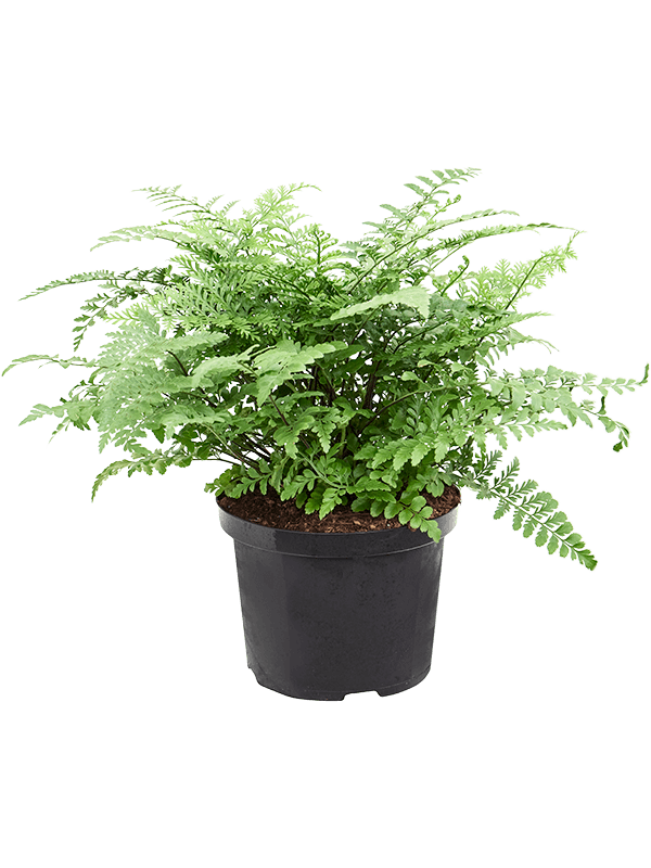 
                  
                    Asplenium dimorphum 'Parvati' 55 cm, largeur 45 cm, pot 23/20 cm
                  
                